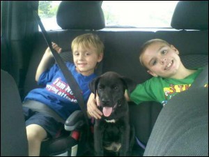 dog in car
