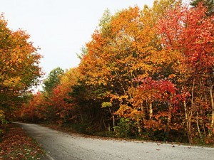 fall-leaves-300x225